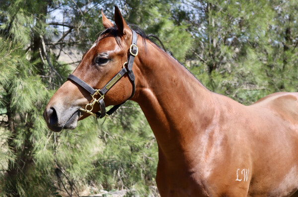 Lot 328: State of Rest (IRE) / Rain Spirit