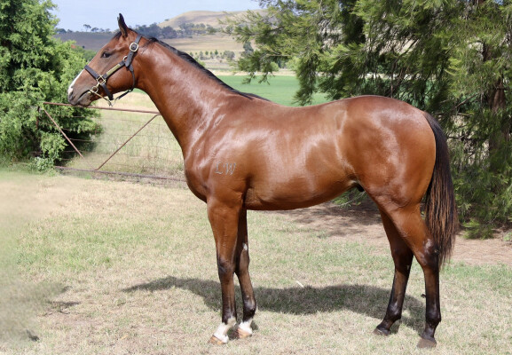 Lot 323: In the Congo / Qiji Bellezza