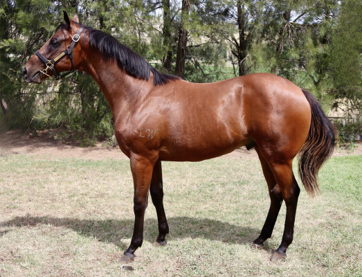 Lot 422: Wild Ruler / Shiso