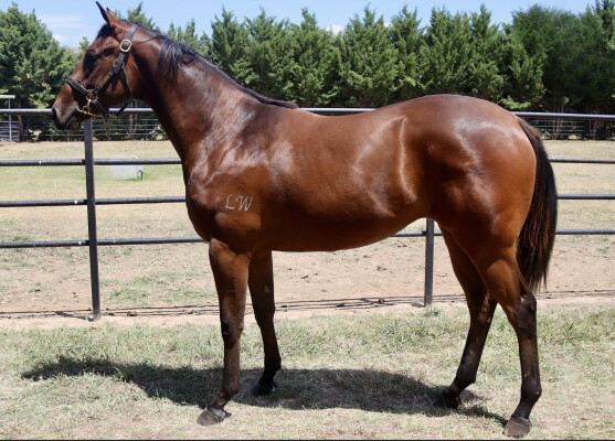 Lot 51: All Too Hard / Gypsy Miss