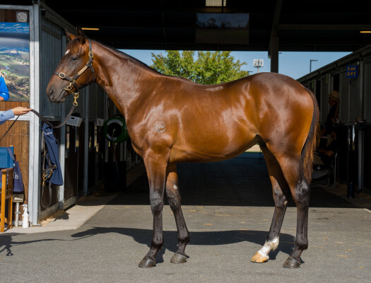 Lot 634: Home Affairs / Arcadia Delight