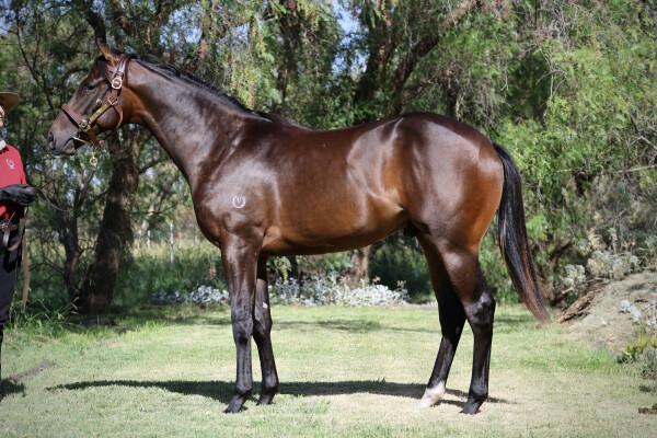 Lot 16: Artorius / Divine Centuri