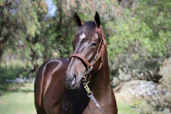 Lot 16: Artorius / Divine Centuri