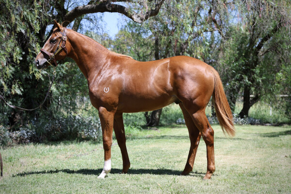 Lot 559: The Autumn Sun / Choux Diva
