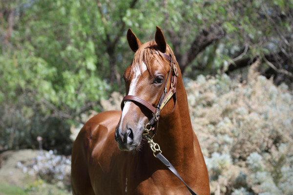 Lot 559: The Autumn Sun / Choux Diva