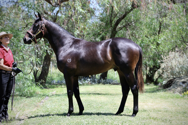 Lot 692: Brazen Beau / Rebound