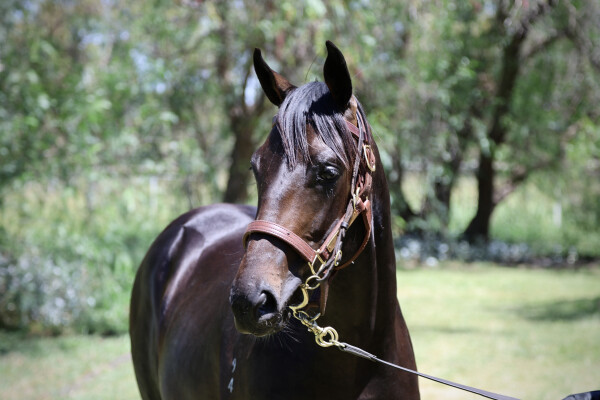 Lot 692: Brazen Beau / Rebound