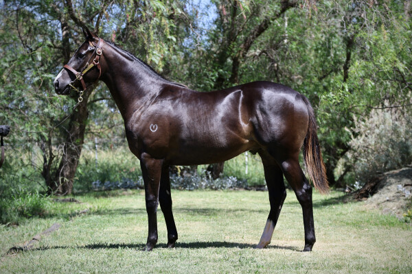 Lot 752: Rubick / Watego's Beach