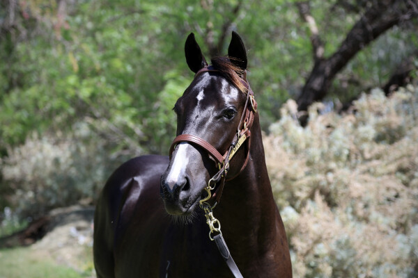 Lot 752: Rubick / Watego's Beach