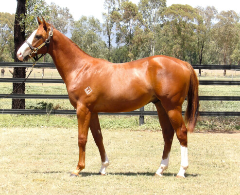 Lot 760: Harry Angel (IRE) / Diaquin (NZ)