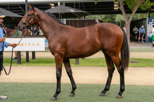 Lot 117: Pierro / La Layla