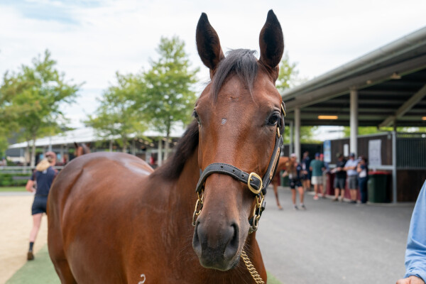 Lot 117: Pierro / La Layla