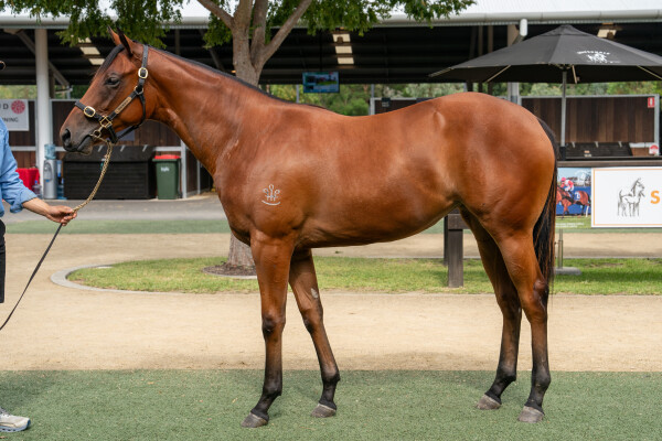 Lot 778: St Mark's Basilica (FR) / Elisa Carolina (NZ)