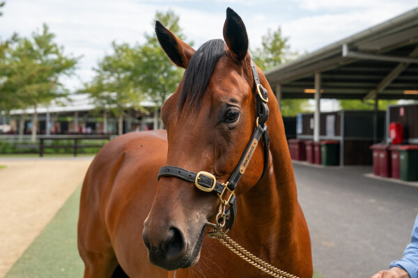 Lot 778: St Mark's Basilica (FR) / Elisa Carolina (NZ)