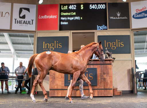 Harry Angel colt tops bouyant Day 2 of Inglis Classic