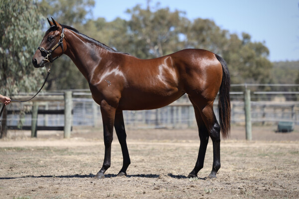 Lot 745: Grunt (NZ) / Tropezina
