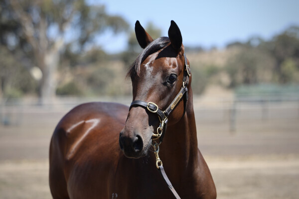 Lot 745: Grunt (NZ) / Tropezina