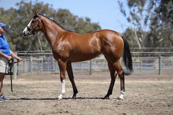 Lot 354: Toronado (IRE) / Sofonisba