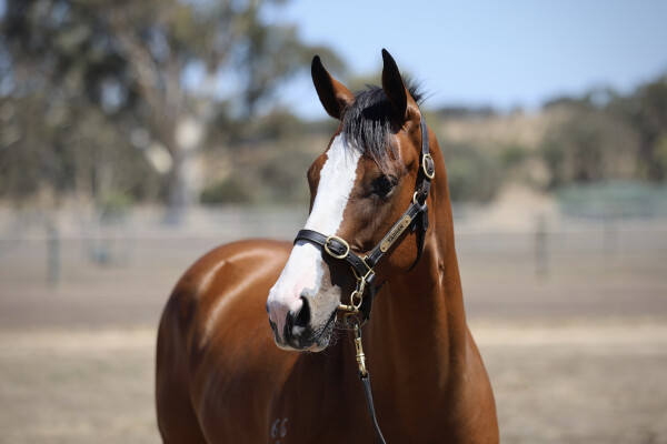 Lot 354: Toronado (IRE) / Sofonisba
