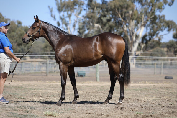 Lot 365: Ghaiyyath (IRE) / Spread the Word