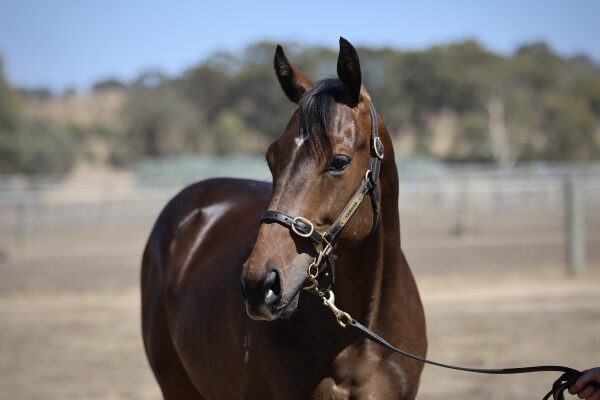 Lot 365: Ghaiyyath (IRE) / Spread the Word