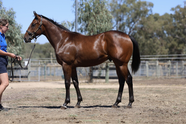 Lot 373: Rich Enuff / Streetcar Express