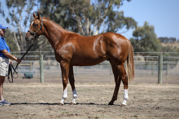 Lot 585: Ghaiyyath (IRE) / De Oro