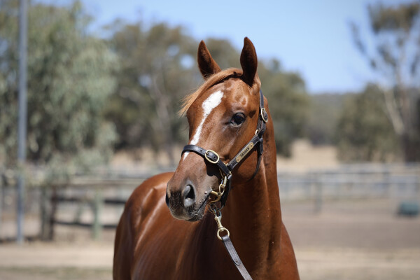 Lot 585: Ghaiyyath (IRE) / De Oro