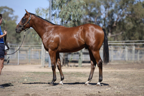 Lot 635: Zousain / Jewelled Princess
