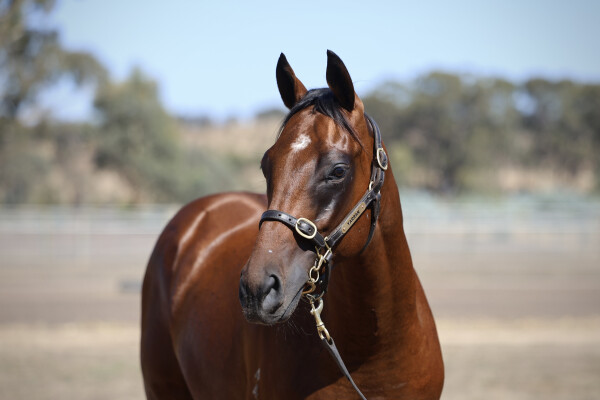 Lot 635: Zousain / Jewelled Princess