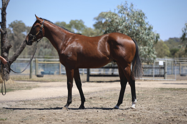 Lot 679: Rubick / Pepperdoo