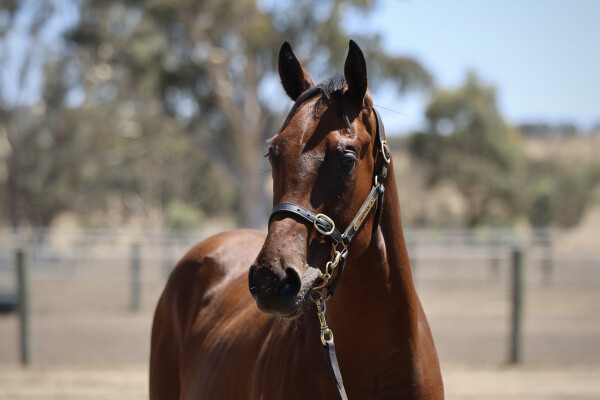 Lot 679: Rubick / Pepperdoo