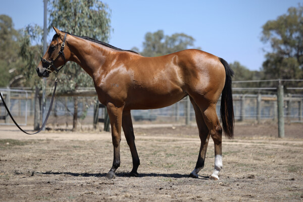Lot 682: Acrobat / Poetic Diva