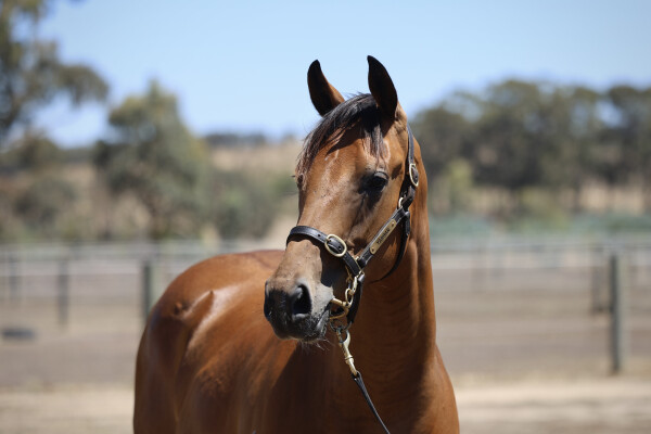 Lot 682: Acrobat / Poetic Diva