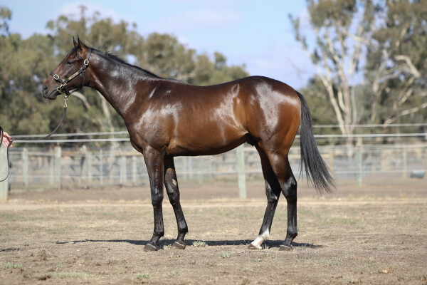 Lot 696: Hanseatic / Rooi Roe