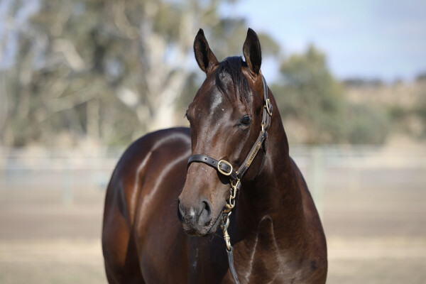 Lot 696: Hanseatic / Rooi Roe