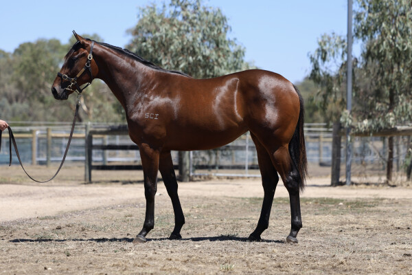 Lot 736: Wooded (IRE) / Tennessee Diamond