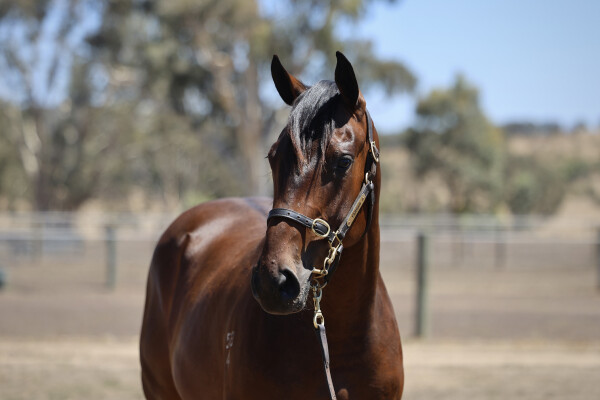 Lot 736: Wooded (IRE) / Tennessee Diamond