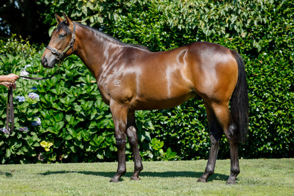 Lot 91: Proisir / Hasstobemagic (NZ)