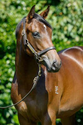 Lot 91: Proisir / Hasstobemagic (NZ)