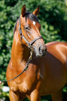 Lot 301: St Mark's Basilica (FR) / Rolling Cloud