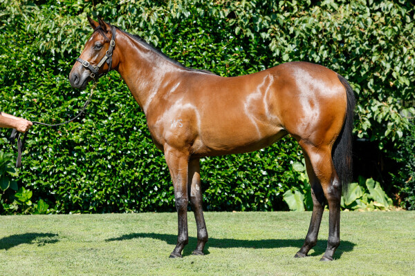 Lot 521: Per Incanto (USA) / Boasting (NZ)