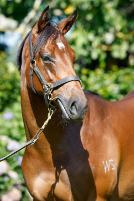 Lot 521: Per Incanto (USA) / Boasting (NZ)