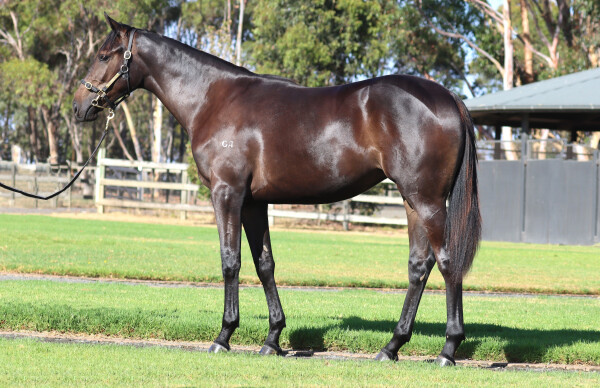 Lot 70: Savabeel / Frankly So (IRE)