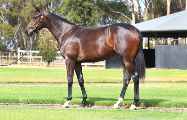 Lot 151: Starspangledbanner / Kylix