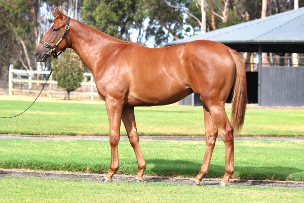 Lot 296: Justify (USA) / Reign (IRE)