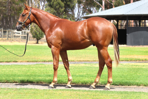 Lot 382: Hanseatic / Super Snob