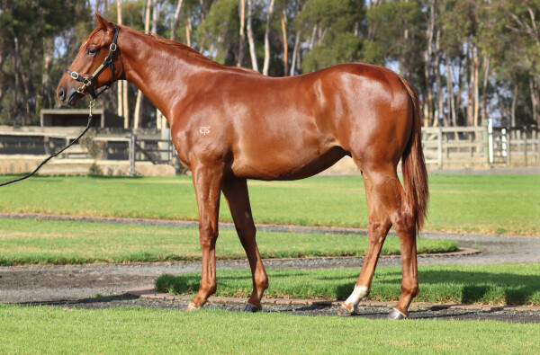 Lot 508: Ghaiyyath (IRE) / Belvedere Road