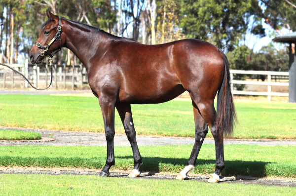Lot 534: So You Think (NZ) / Bundle of Fun