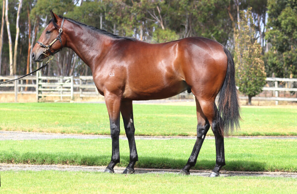 Lot 616: Wild Ruler / Halimae